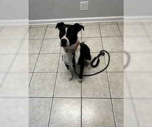 American Pit Bull Terrier-Beagle Mix Dogs for adoption in Hendersonville, TN, USA