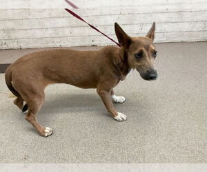 Chihuahua Dogs for adoption in San Bernardino, CA, USA