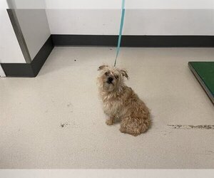 Norwich Terrier Dogs for adoption in Corona, CA, USA