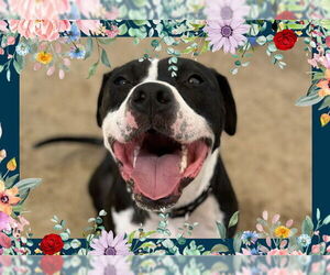 American Pit Bull Terrier-Unknown Mix Dogs for adoption in Ojai, CA, USA