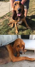 Bloodhound-Unknown Mix Dogs for adoption in Chantilly, VA, USA