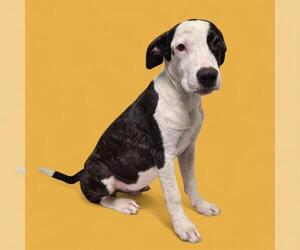 American Pit Bull Terrier Dogs for adoption in Bakersfield, CA, USA