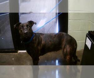 Mutt Dogs for adoption in Tulsa, OK, USA