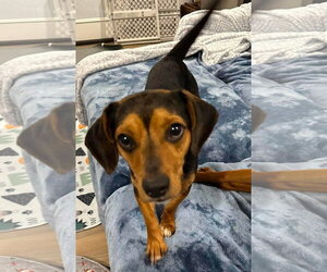 Beagle-Unknown Mix Dogs for adoption in Dunnellon, FL, USA