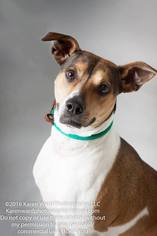 Rat Terrier Dogs for adoption in Williston, VT, USA