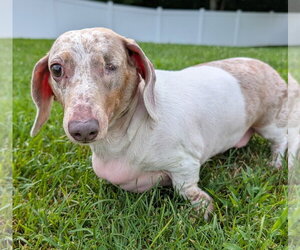 Dachshund Dogs for adoption in Shelbyville, TN, USA