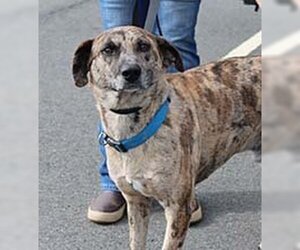 Catahoula Leopard Dog-Unknown Mix Dogs for adoption in Chantilly, VA, USA