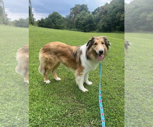 Collie Dogs for adoption in Dublin, OH, USA
