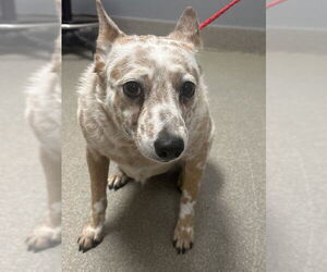 Mutt Dogs for adoption in Las Vegas, NV, USA