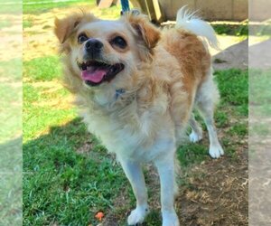 Pomeranian Dogs for adoption in Long Beach, CA, USA