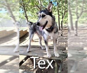 Airedale Terrier-Siberian Husky Mix Dogs for adoption in Mountain View, AR, USA