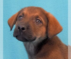 Labrador Retriever-Unknown Mix Dogs for adoption in Eureka, CA, USA