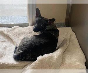 Chihuahua-Unknown Mix Dogs for adoption in Orange, CA, USA
