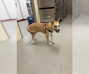 Mutt Dogs for adoption in Sanford, FL, USA