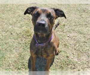 Boxer-Unknown Mix Dogs for adoption in Texas City, TX, USA