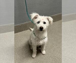 Poodle (Standard)-Unknown Mix Dogs for adoption in Las Vegas, NV, USA
