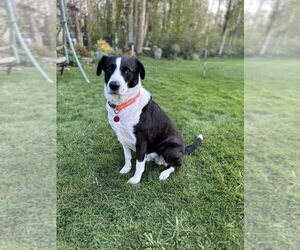 Border Collie-Unknown Mix Dogs for adoption in Bellingham, WA, USA