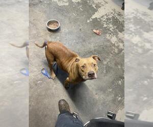 American Pit Bull Terrier-Unknown Mix Dogs for adoption in Tallahassee, FL, USA