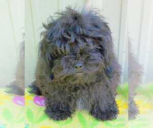ShihPoo Dogs for adoption in Mountain View, MO, USA