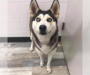 Siberian Husky Dogs for adoption in Von Ormy, TX, USA