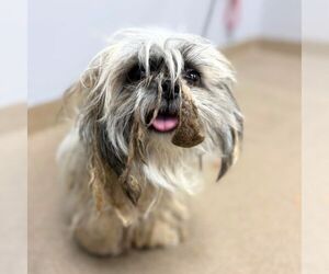 Shih Tzu Dogs for adoption in Aurora, CO, USA