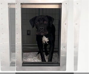 Mutt Dogs for adoption in San Bernardino, CA, USA