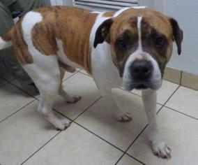 Bull-Boxer Dogs for adoption in Parma, OH, USA