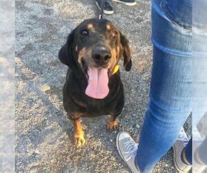 Black and Tan Coonhound Dogs for adoption in Maryville, TN, USA