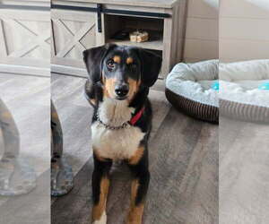 Mutt Dogs for adoption in Farmington, MN, USA