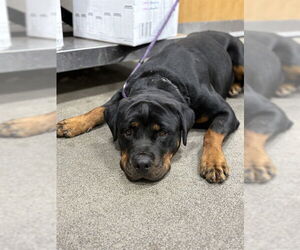 Rottweiler Dogs for adoption in Forestville, MD, USA