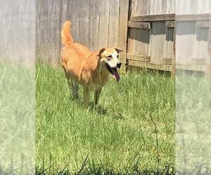 Small Labrador Retriever