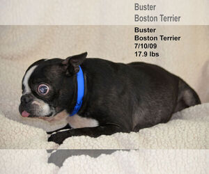 Boston Terrier Dogs for adoption in Bon Carbo, CO, USA