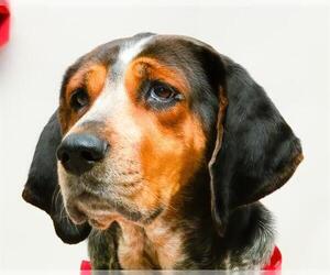 Mutt Dogs for adoption in Sanford, FL, USA