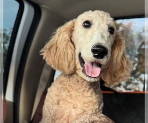 Poodle (Standard)-Unknown Mix Dogs for adoption in Grafton, WI, USA
