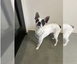 Rat Terrier-Unknown Mix Dogs for adoption in Oak Bluffs, MA, USA