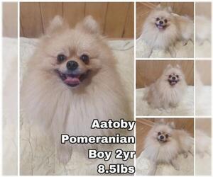 Pomeranian Dogs for adoption in Seattle, WA, USA