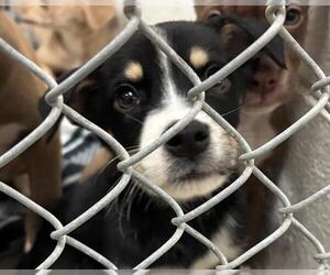 Labrador Retriever-Unknown Mix Dogs for adoption in Olathe, KS, USA