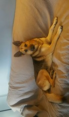 Medium Photo #1 German Shepherd Dog Puppy For Sale in Churchville, NY, USA