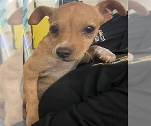 Chihuahua-Unknown Mix Dogs for adoption in Corpus Christi, TX, USA