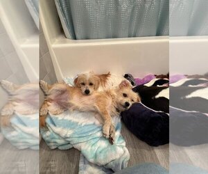 Skye Terrier-Unknown Mix Dogs for adoption in Atlanta, GA, USA