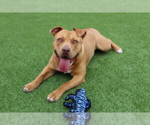 American Pit Bull Terrier Dogs for adoption in Chestertown, MD, USA