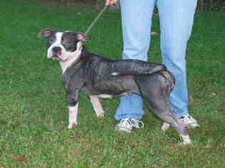 Medium Photo #1 American Pit Bull Terrier Puppy For Sale in Louisville, KY, USA