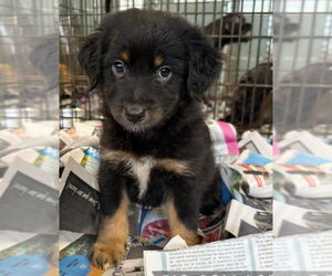Mutt Dogs for adoption in Virginia Beach, VA, USA