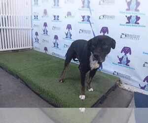 Mutt Dogs for adoption in Orlando, FL, USA