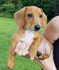 Dachshund Dogs for adoption in Potomac, MD, USA