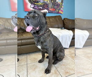 Mutt Dogs for adoption in Goodyear, AZ, USA