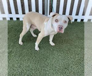 Mutt Dogs for adoption in Modesto, CA, USA