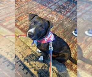 Plott Hound-Unknown Mix Dogs for adoption in Aurora, CO, USA