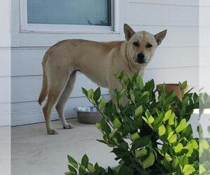 Carolina Dog-Unknown Mix Dogs for adoption in San Antonio, TX, USA
