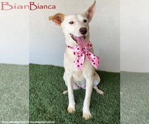 American Staffordshire Terrier-Unknown Mix Dogs for adoption in San Diego, CA, USA